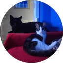 Wafaa Bento profile picture